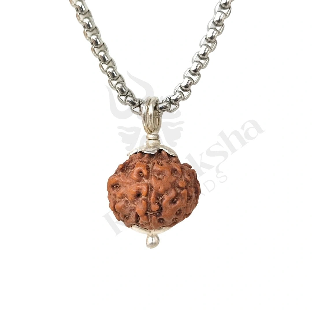 7 Mukhi Rudraksha (Seven-Faced Rudraksha) Indonesian