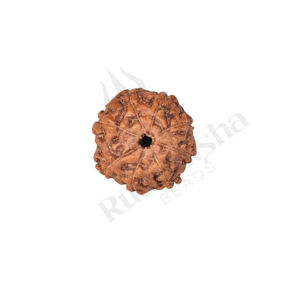 7 Mukhi Rudraksha (Seven-Faced Rudraksha) Indonesian