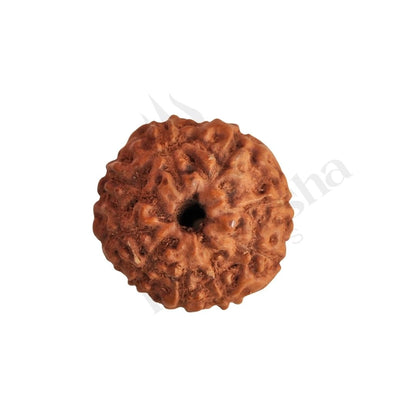 9 Mukhi Rudraksha (Nine-Faced Rudraksha) Indonesian