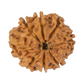8 mukhi rudraksha 22.16mm
