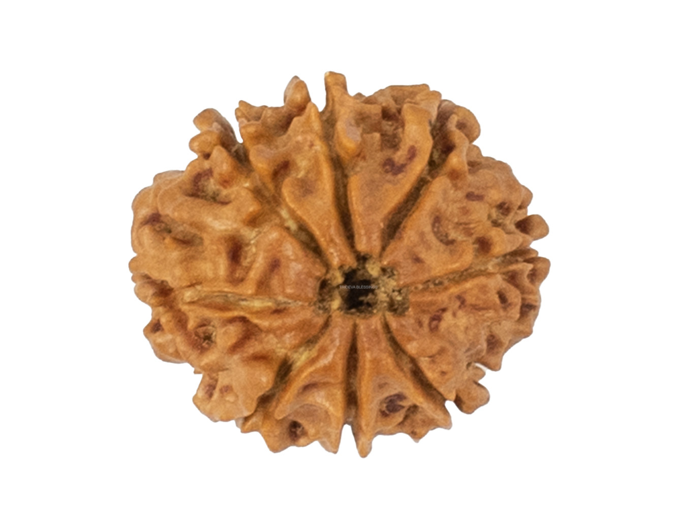 8 mukhi rudraksha 22.16mm