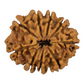 9 Mukhi Rudraksha 23.47mm