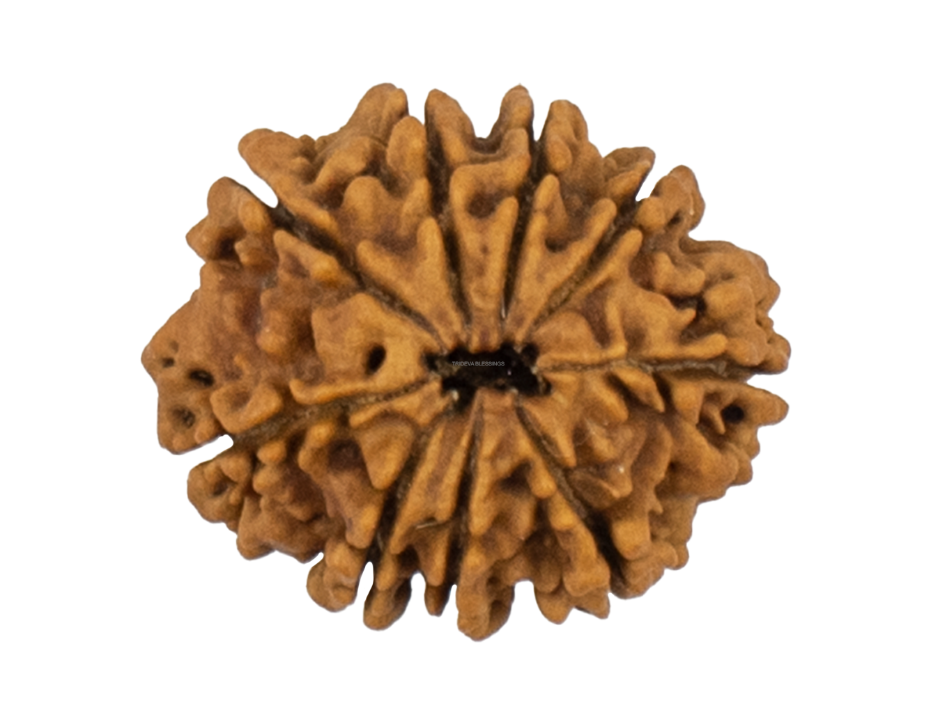 9 Mukhi Rudraksha 23.47mm