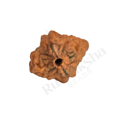 2 Mukhi Rudraksha (Two-Faced Rudraksha) South Indian