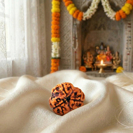 3 Mukhi Rudraksha (Three-Faced Rudraksha) Nepali