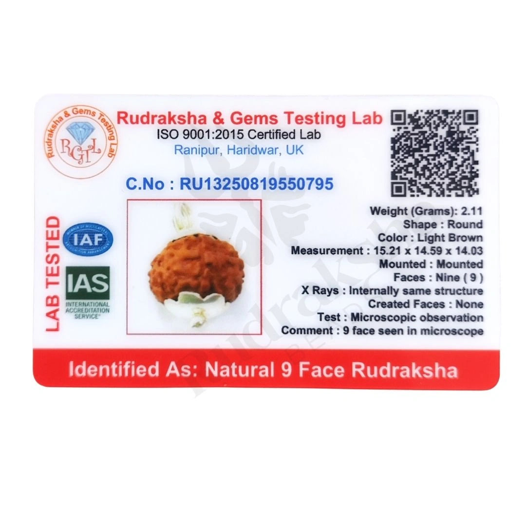 9 Mukhi Rudraksha (Nine-Faced Rudraksha) Indonesian