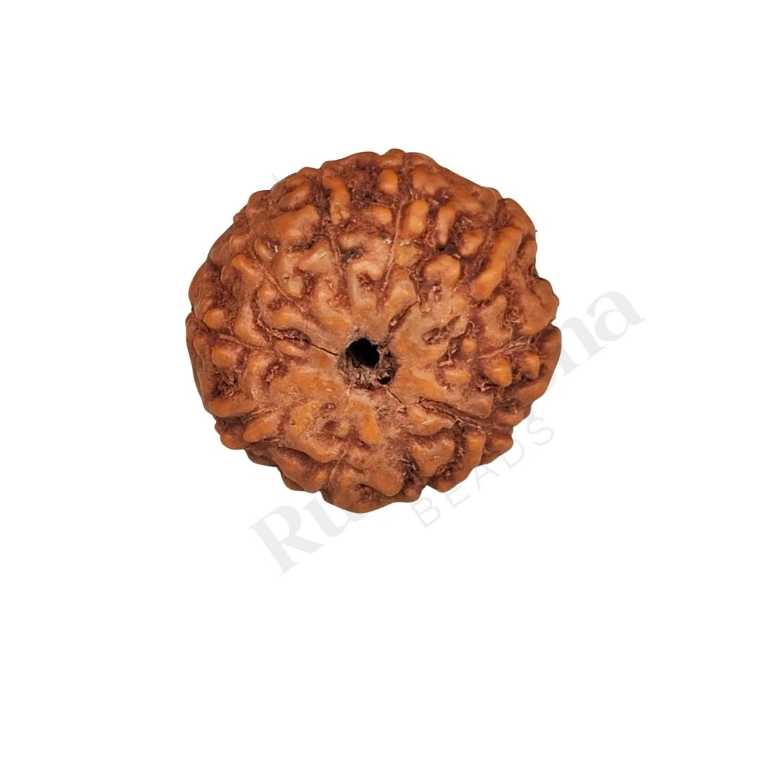 10 Mukhi Rudraksha (Ten-Faced Rudraksha) Indonedsian