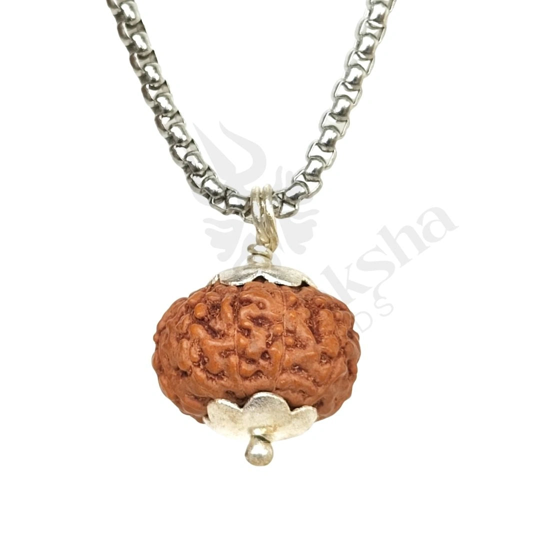 10 Mukhi Rudraksha (Ten-Faced Rudraksha) Indonedsian