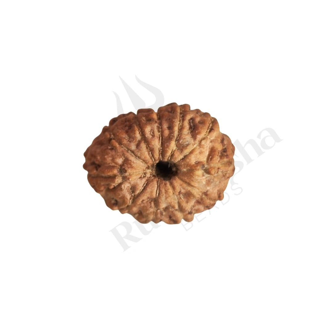 11 Mukhi Rudraksha (Eleven-Faced Rudraksha) Indonesian