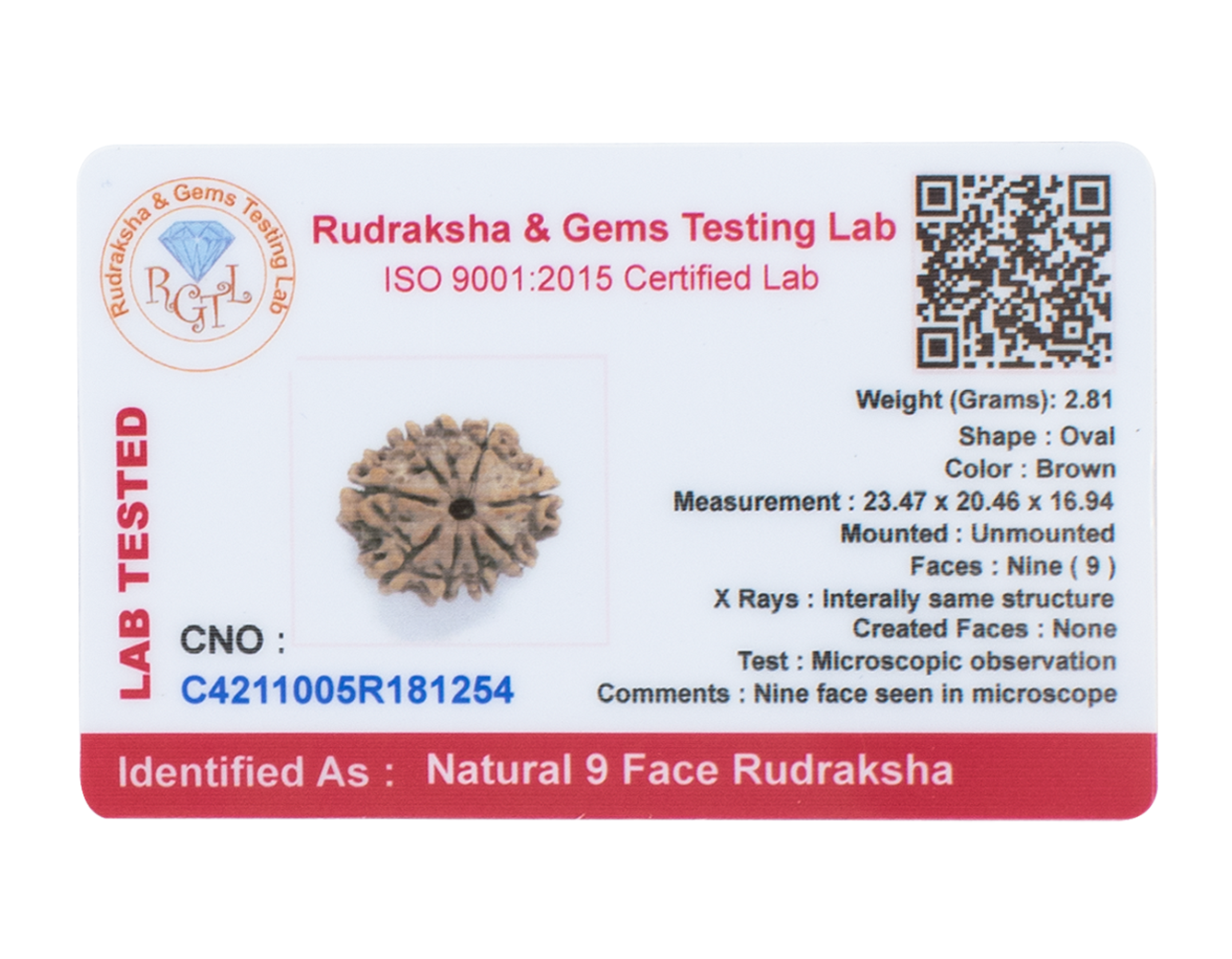 9 Mukhi Rudraksha 23.47mm