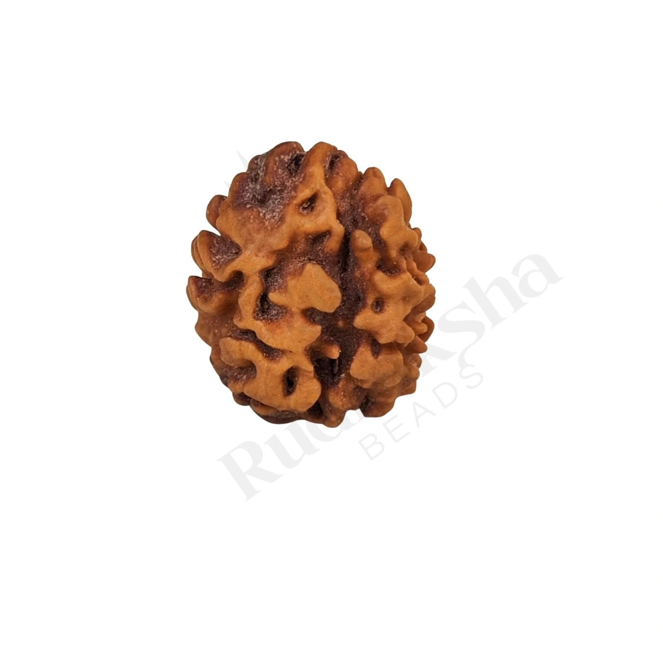 2 Mukhi Rudraksha (Two-Faced Rudraksha) Himalayan