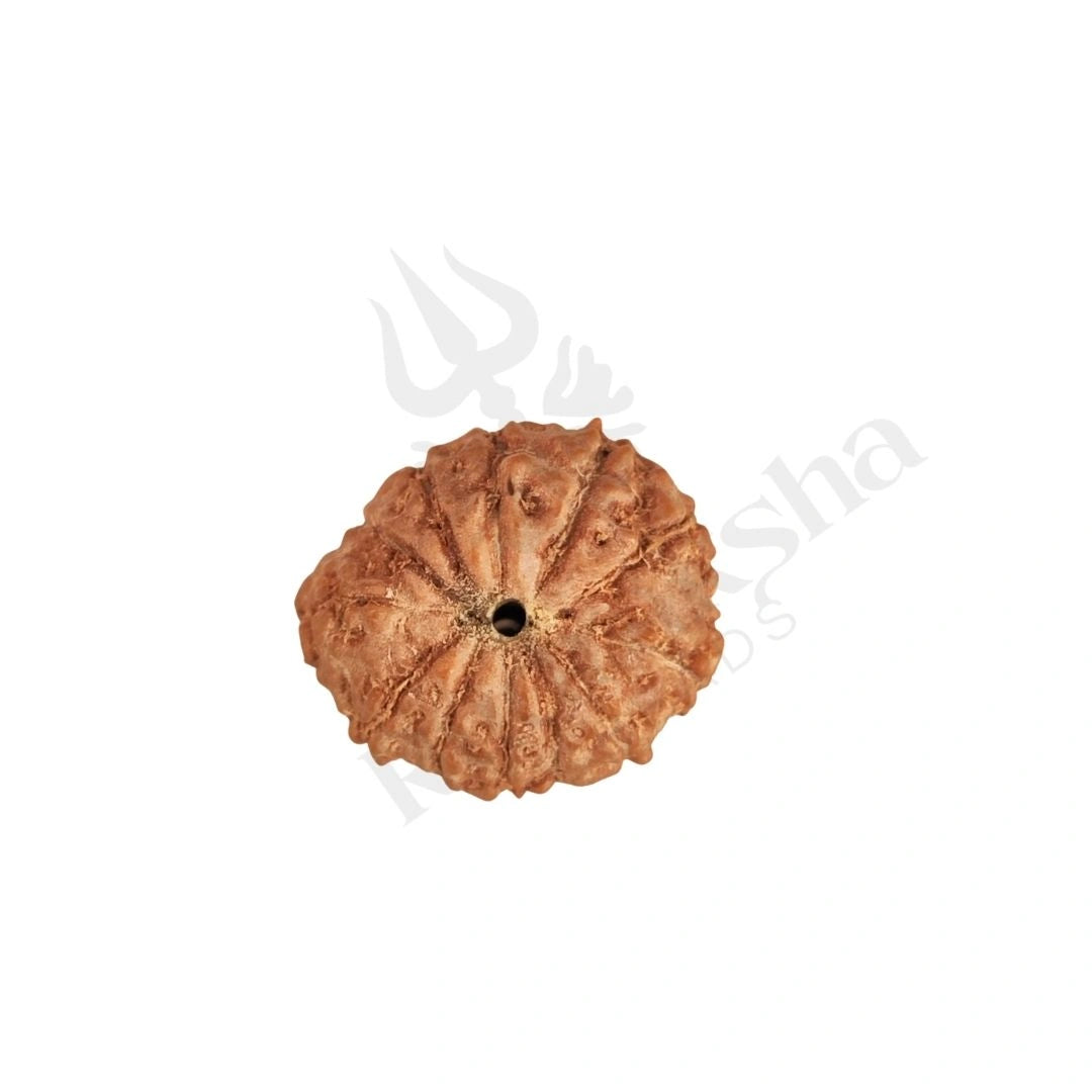 12 Mukhi Rudraksha (Twelve-Faced Rudraksha) Indonesian