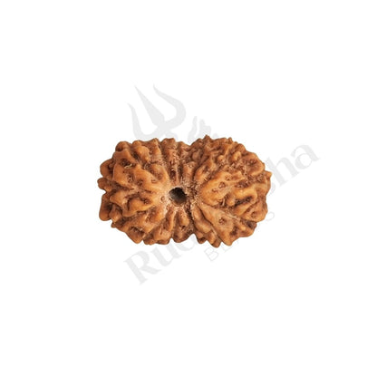 13 Mukhi Rudraksha (Thirteen-Faced Rudraksha)