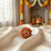 5 Mukhi Rudraksha (Five-Faced Rudraksha) Nepali