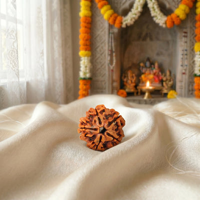 5 Mukhi Rudraksha (Five-Faced Rudraksha) Nepali