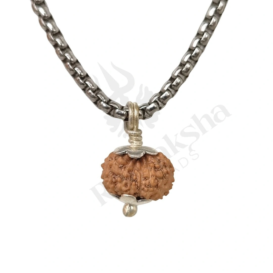 14 Mukhi Rudraksha (Fourteen-Faced Rudraksha) Indonesian
