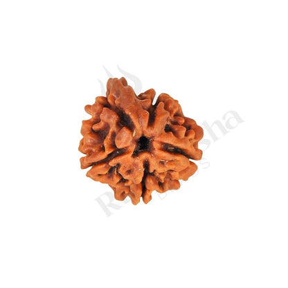 Ganesh Rudraksha Nepali