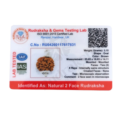 2 Mukhi Rudraksha (Two-Faced Rudraksha) Himalayan