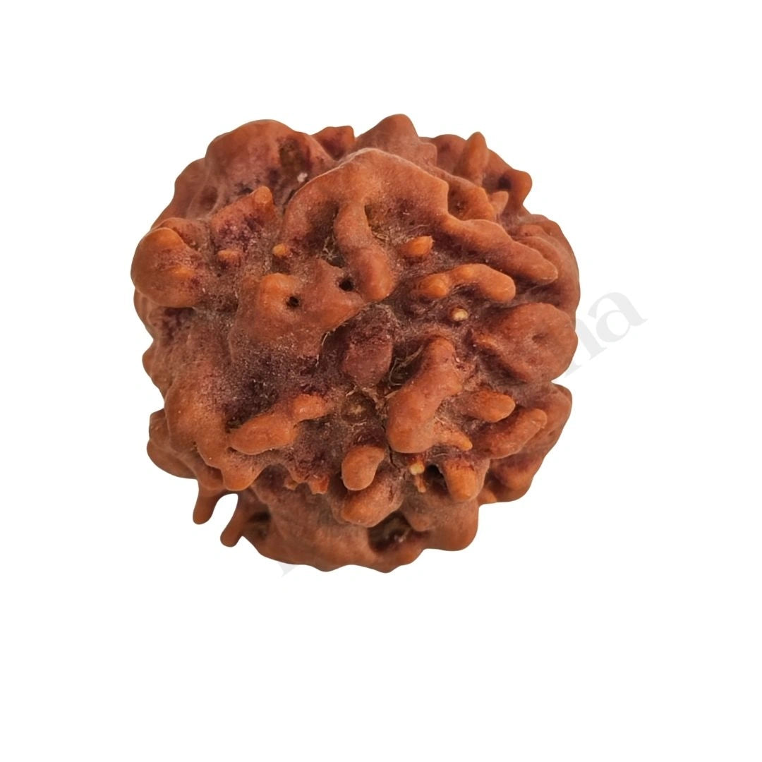 Nirakar Rudraksha Nepali