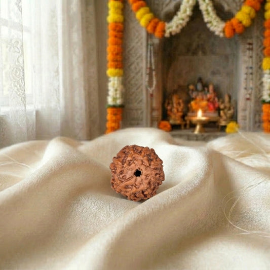 7 Mukhi Rudraksha (Seven-Faced Rudraksha) Indonesian