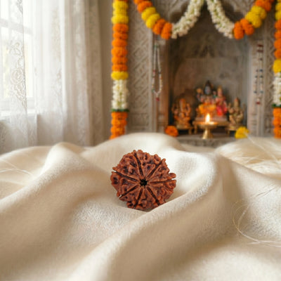 7 Mukhi Rudraksha (Seven-Faced Rudraksha) Nepali