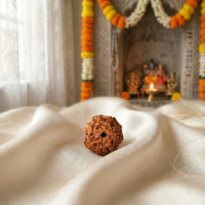 8 Mukhi Rudraksha (Eight-Faced Rudraksha) Indonesian