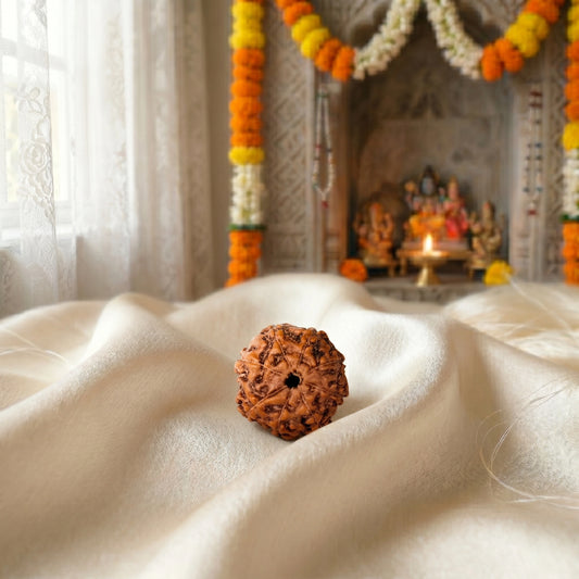 8 Mukhi Rudraksha (Eight-Faced Rudraksha) Indonesian