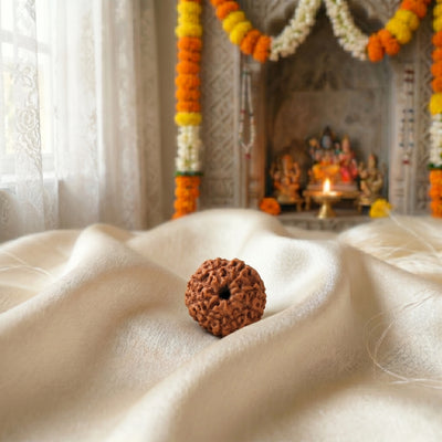 9 Mukhi Rudraksha (Nine-Faced Rudraksha) Indonesian