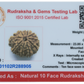Natural 10 Mukhi Rudraksha
