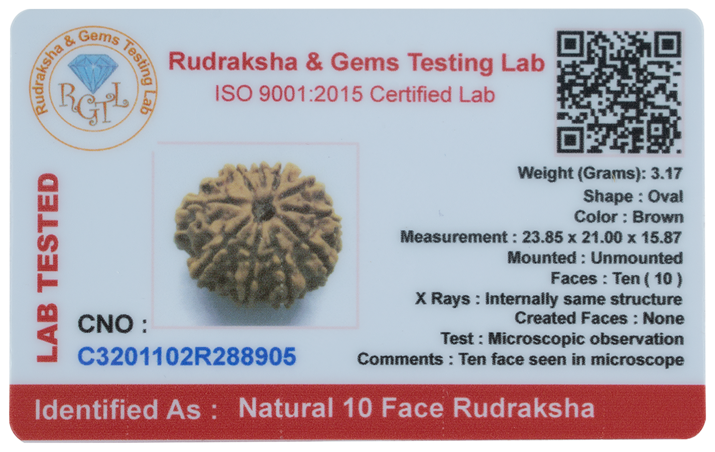 Natural 10 Mukhi Rudraksha