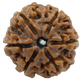 6 mukhi LOOSE BEAD