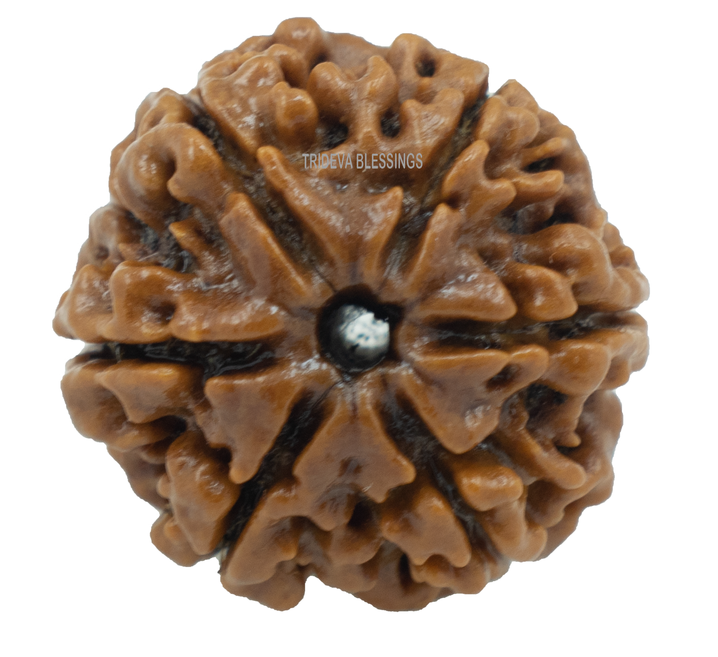 6 mukhi LOOSE BEAD