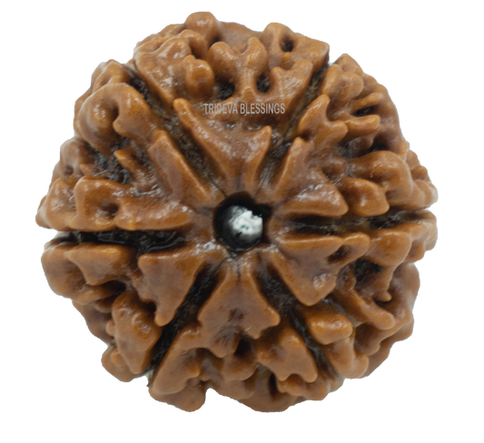 6 mukhi LOOSE BEAD