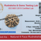 6 mukhi LOOSE BEAD