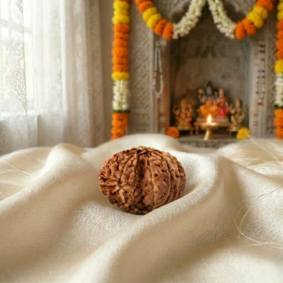 Gauri Shankar Rudraksha Indonesian