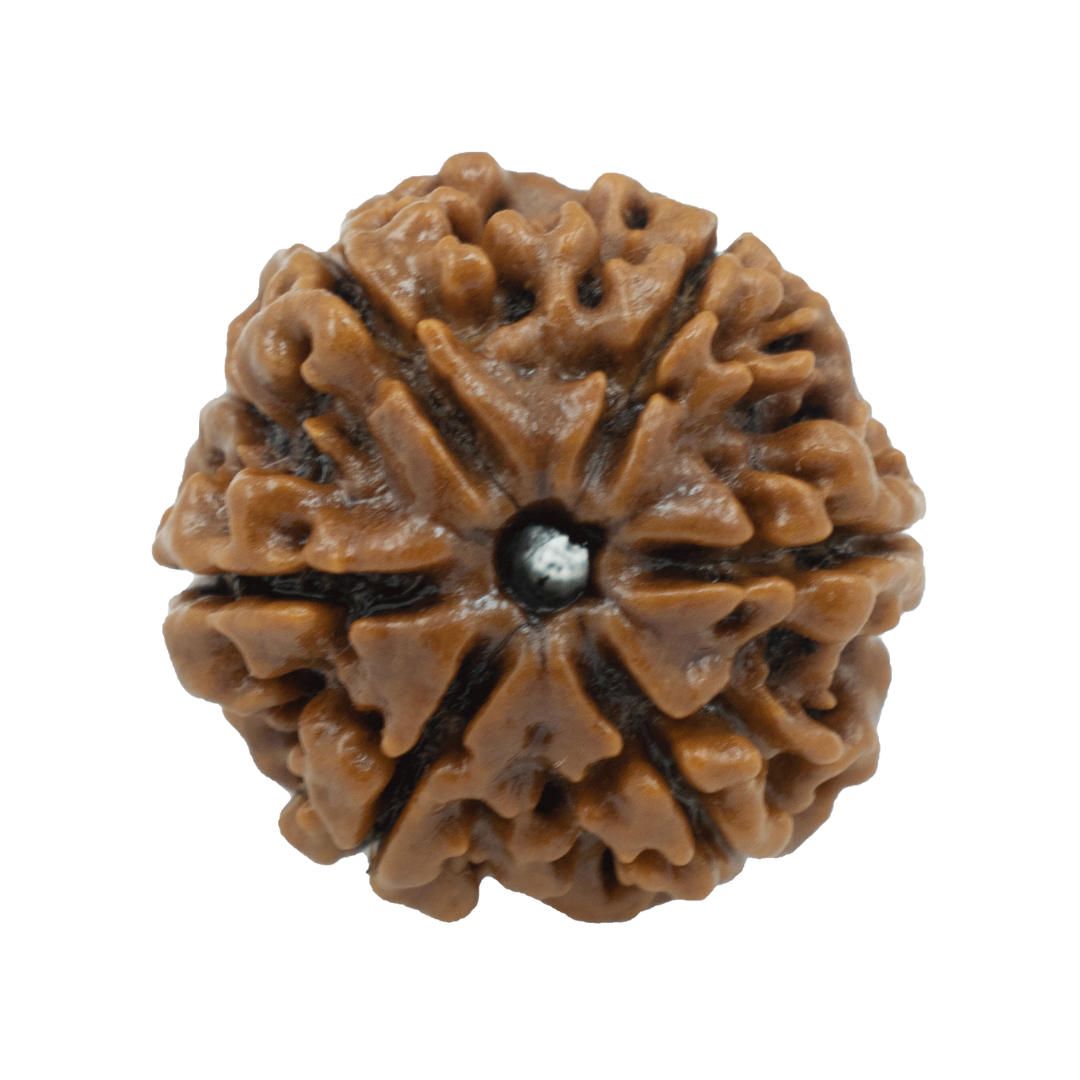 6 mukhi LOOSE BEAD