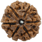 6 mukhi LOOSE BEAD