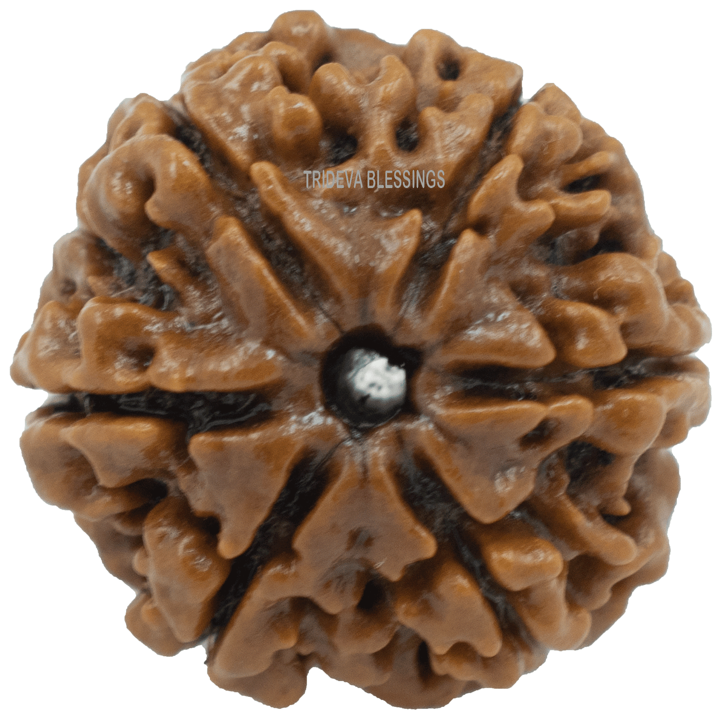 6 mukhi LOOSE BEAD