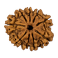 9 Mukhi Rudraksha 23.47mm