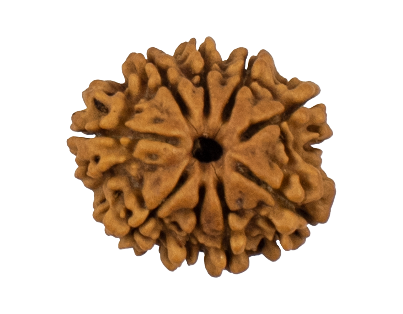 9 Mukhi Rudraksha 23.47mm