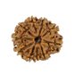 Natural 10 Mukhi Rudraksha