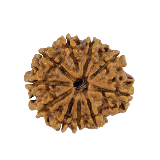 Natural 10 Mukhi Rudraksha