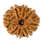 8 mukhi rudraksha 22.16mm