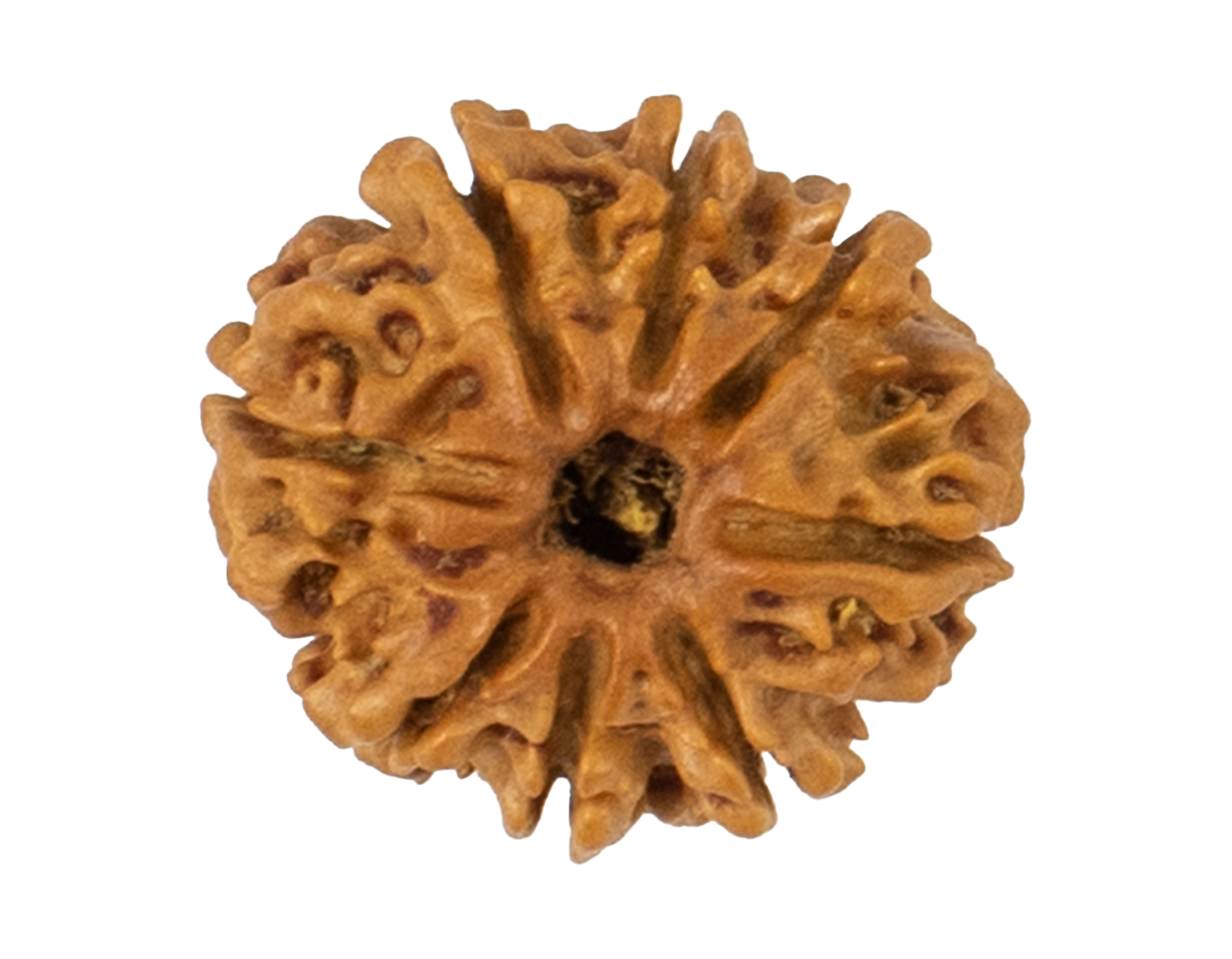 8 mukhi rudraksha 22.16mm