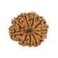 Natural 10 Mukhi Rudraksha