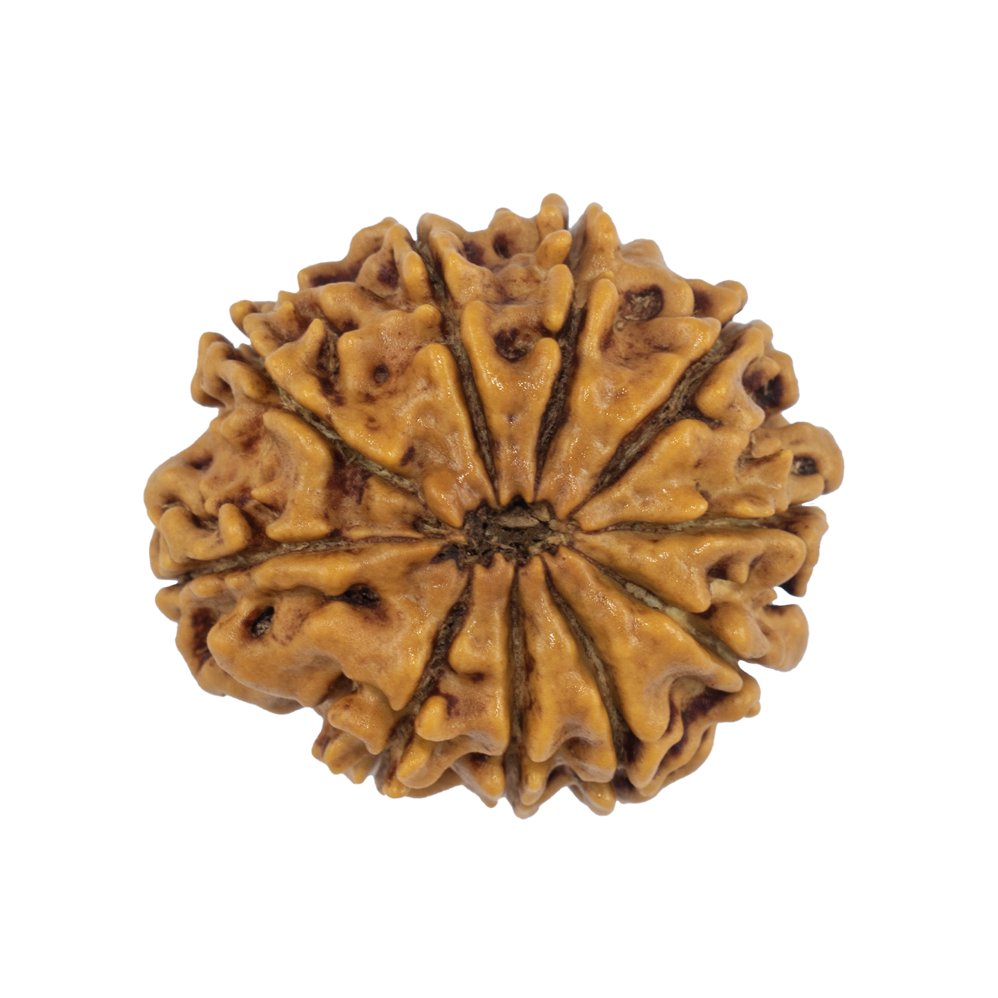 Natural 10 Mukhi Rudraksha