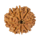 8 mukhi rudraksha 22.16mm