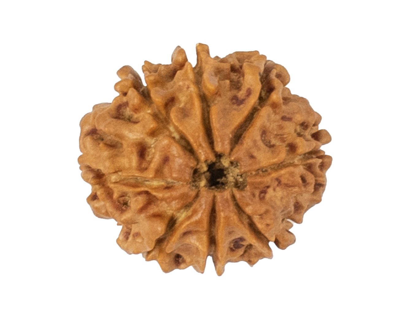 8 mukhi rudraksha 22.16mm