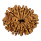 9 Mukhi Rudraksha 23.47mm