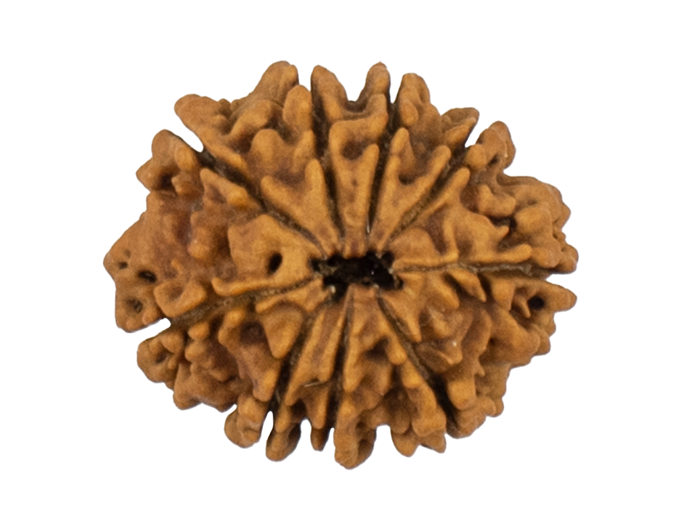 9 Mukhi Rudraksha 23.47mm